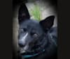 Photo of Winston, a German Shepherd Dog, American Pit Bull Terrier, Siberian Husky, Rottweiler, and Mixed mix in Riverside, California, USA