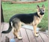 Madison, a German Shepherd Dog and Labrador Retriever mix tested with EmbarkVet.com