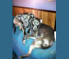 Photo of Jack, a Chihuahua, Dachshund, Labrador Retriever, Golden Retriever, and Pug mix