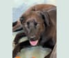 Clover, a Labrador Retriever and American Pit Bull Terrier mix tested with EmbarkVet.com