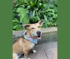 Photo of Kahlua, an American Pit Bull Terrier, Chow Chow, Australian Cattle Dog, and Mixed mix in Arizona, USA