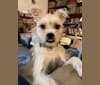 Photo of Deedee, a Pug, Australian Cattle Dog, Poodle (Small), and Boston Terrier mix in Modesto, CA, USA