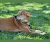 Isaac Newton, an Australian Cattle Dog and Labrador Retriever mix tested with EmbarkVet.com