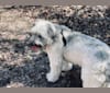Rosie, a Labrador Retriever and Chinese Shar-Pei mix tested with EmbarkVet.com
