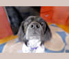 Pepper, a Boxer and German Shorthaired Pointer mix tested with EmbarkVet.com