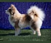 Photo of Holly, a Pomsky  in Maine Aim Ranch, King, Allerton, IA, USA