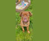 Louie, a Dogue de Bordeaux tested with EmbarkVet.com