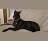 Bertie, a Greyhound tested with EmbarkVet.com