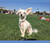 Chicken, a Poodle (Small) and Chihuahua mix tested with EmbarkVet.com