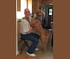 Marco, a Boerboel and American Pit Bull Terrier mix tested with EmbarkVet.com