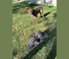 Rasta, an Australian Cattle Dog and German Shepherd Dog mix tested with EmbarkVet.com