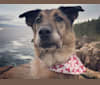 Ace, a Labrador Retriever and Australian Cattle Dog mix tested with EmbarkVet.com