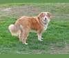 Bullet, a Great Pyrenees and Golden Retriever mix tested with EmbarkVet.com