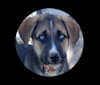 Saber, a German Shepherd Dog and Siberian Husky mix tested with EmbarkVet.com