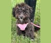 Sylvie, a Poodle (Small) and Yorkshire Terrier mix tested with EmbarkVet.com