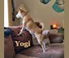 YOGI, a Pomeranian and Rat Terrier mix tested with EmbarkVet.com