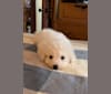 Oz, a Bichon Frise tested with EmbarkVet.com