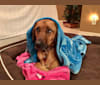 Sansa, a Labrador Retriever and German Shepherd Dog mix tested with EmbarkVet.com