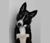 Ursa, a German Shepherd Dog and Alaskan Malamute mix tested with EmbarkVet.com