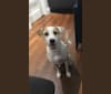 Lila, a Labrador Retriever and American Pit Bull Terrier mix tested with EmbarkVet.com