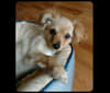 Vonnie, a Chihuahua and Shih Tzu mix tested with EmbarkVet.com