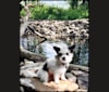 Remi Malta Hardinger, a Chihuahua and Maltese mix tested with EmbarkVet.com