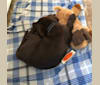 Bruin, a Labrador Retriever and American Pit Bull Terrier mix tested with EmbarkVet.com