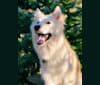 Koa a dog tested with EmbarkVet.com