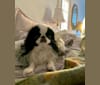 Photo of Diesel, a Japanese Chin 
