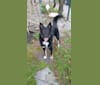 Gomi, an East Asian Village Dog and Alaskan Malamute mix tested with EmbarkVet.com