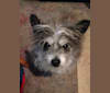 Quill, a Poodle (Small) and Chow Chow mix tested with EmbarkVet.com