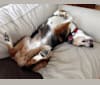 Eli, a Labrador Retriever and Beagle mix tested with EmbarkVet.com