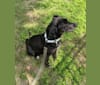 Papaya, an American Pit Bull Terrier and Siberian Husky mix tested with EmbarkVet.com
