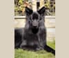 Photo of Rakan, a German Shepherd Dog  in Netherlands