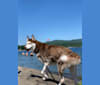 Kazu, a Siberian Husky tested with EmbarkVet.com