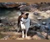 Champ, an Australian Shepherd and Australian Cattle Dog mix tested with EmbarkVet.com