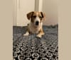 Jimmy Choo, a Beagle and Labrador Retriever mix tested with EmbarkVet.com