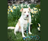 Photo of Hayley, a Great Pyrenees, Beagle, Staffordshire Terrier, and Border Collie mix in Tennessee, USA