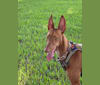 Radar, a Western European Village Dog tested with EmbarkVet.com