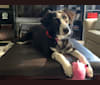 Zora, a German Shepherd Dog and Labrador Retriever mix tested with EmbarkVet.com
