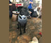 Abel, a German Shepherd Dog and Labrador Retriever mix tested with EmbarkVet.com