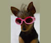 Lucy, a Yorkshire Terrier and Miniature Pinscher mix tested with EmbarkVet.com