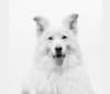 Odin, a White Shepherd and Siberian Husky mix tested with EmbarkVet.com