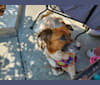 Idgie, an Australian Cattle Dog and Golden Retriever mix tested with EmbarkVet.com
