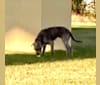 Puddin’ Pup, an American Pit Bull Terrier and Bluetick Coonhound mix tested with EmbarkVet.com