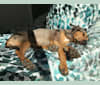 Riley, a Catahoula Leopard Dog tested with EmbarkVet.com