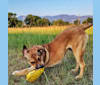 Nemo, a Miniature/MAS-type Australian Shepherd and American Pit Bull Terrier mix tested with EmbarkVet.com