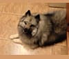 Cubby, a Keeshond tested with EmbarkVet.com