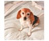 Lilly, a Beagle and Basset Hound mix tested with EmbarkVet.com