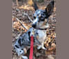 Hope, a Chihuahua and Australian Shepherd mix tested with EmbarkVet.com